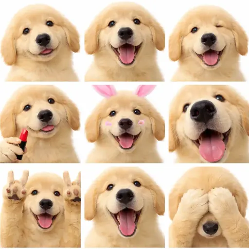 Emoji selfie de l'animal